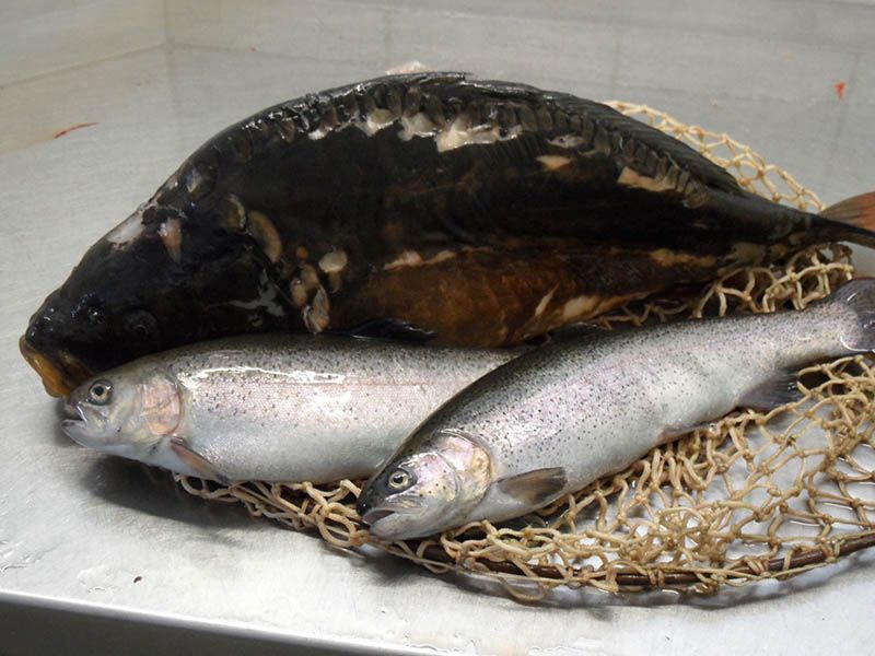 Fischverkauf Armin Peschel