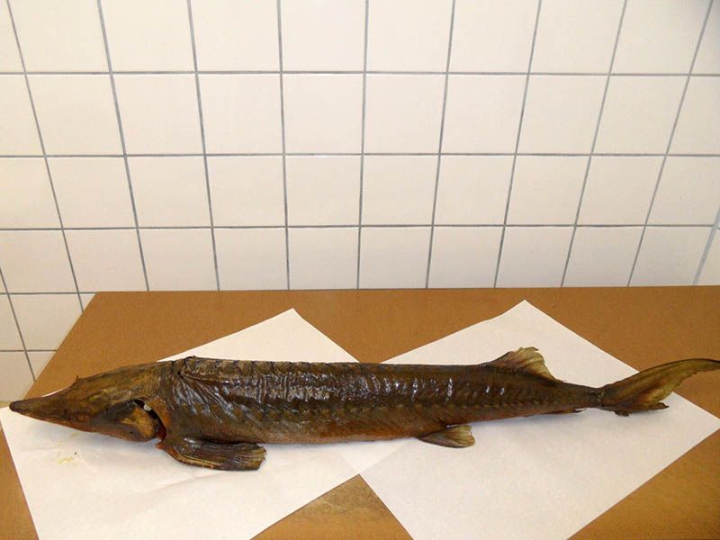 Fischverkauf Armin Peschel