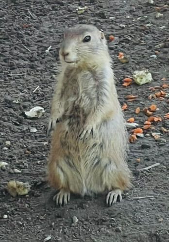 Mundenhof toller Tipp für Familien, Tierpark.