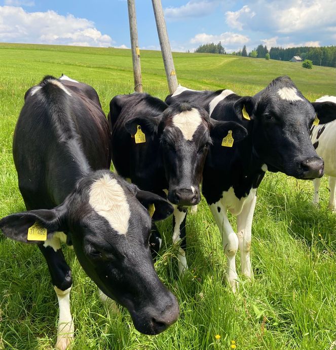Natur und ländliche Umgebung im Schwarzwald
