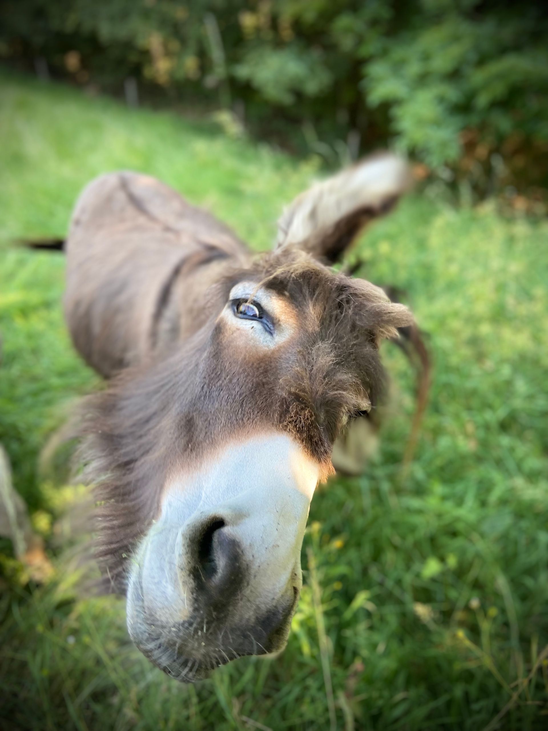 Kleiner süßer Tierpark bei Ettenheim.