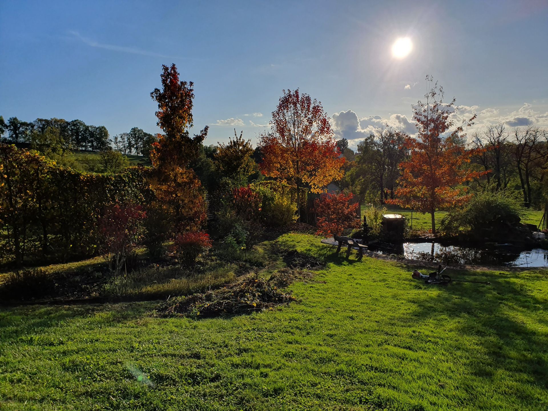 Un grand jardin avec des arbres