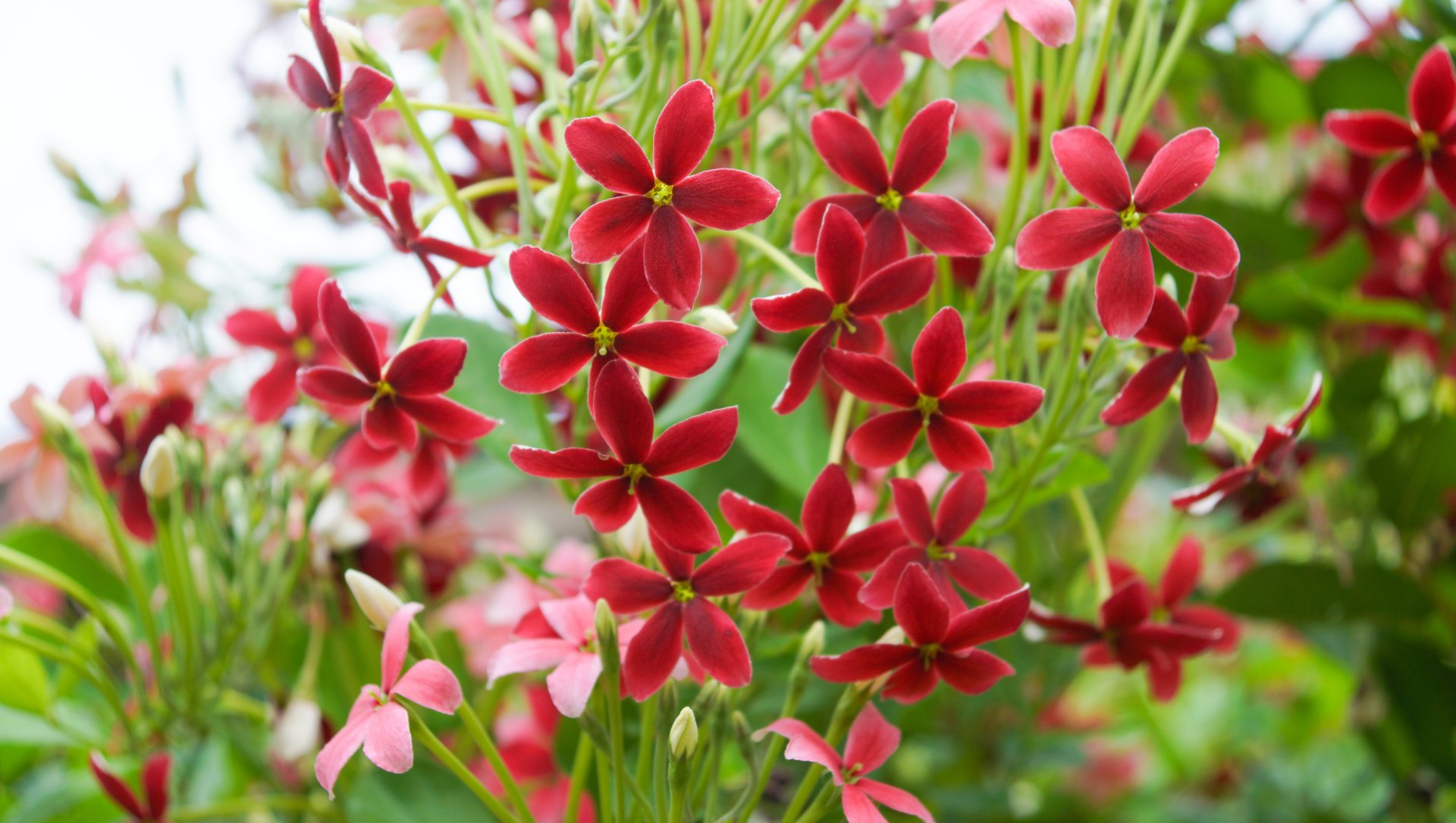 Petit bosquet de fleurs rouges