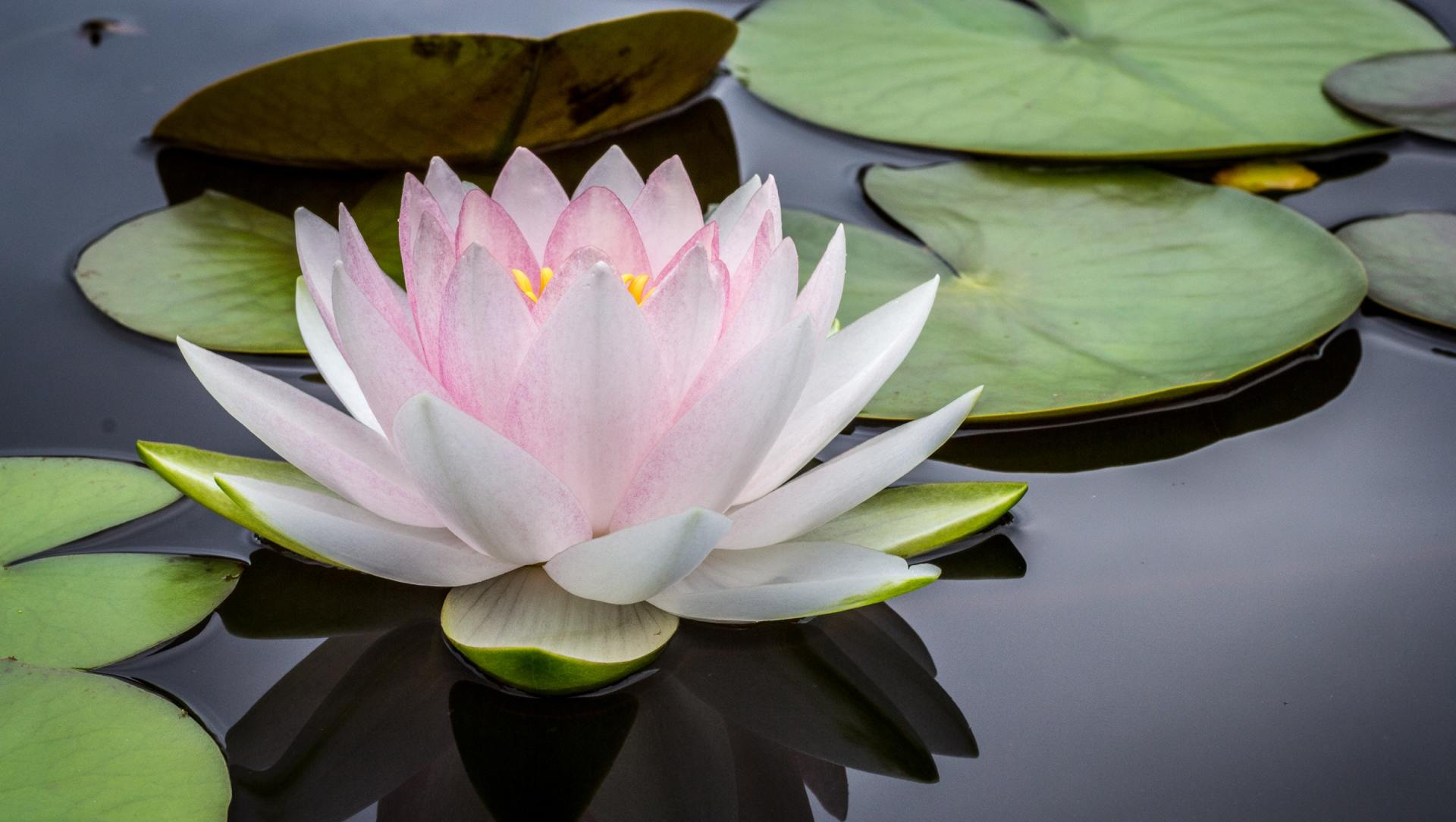 Fleur de lotus parmi les nénuphars