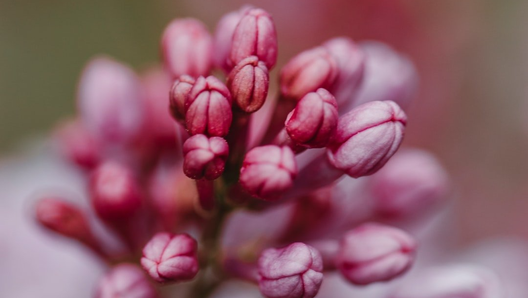 Bourgeons roses