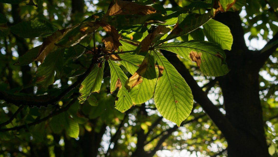 Feuilles de châtaigner utilisées dans les élixirs