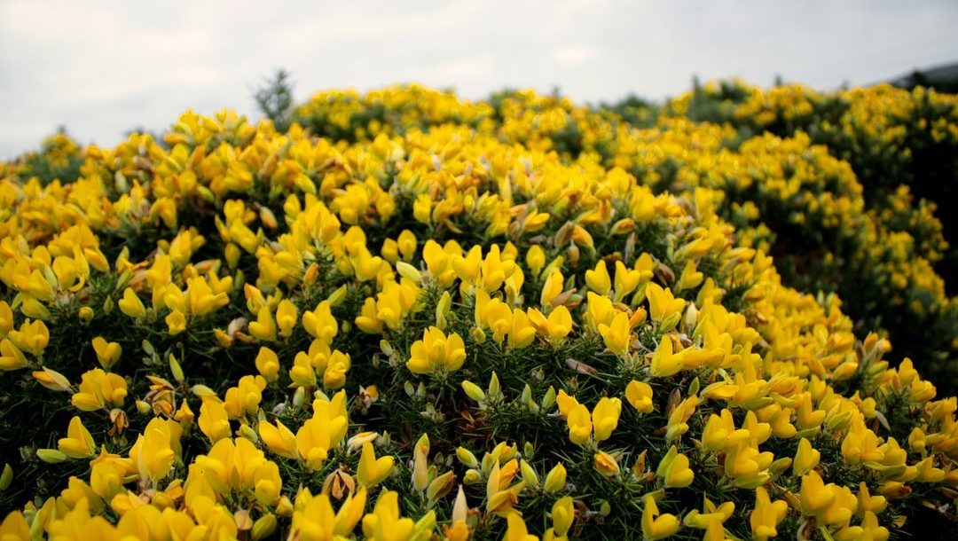 Fleurs d'ajonc utilisées dans les élixirs