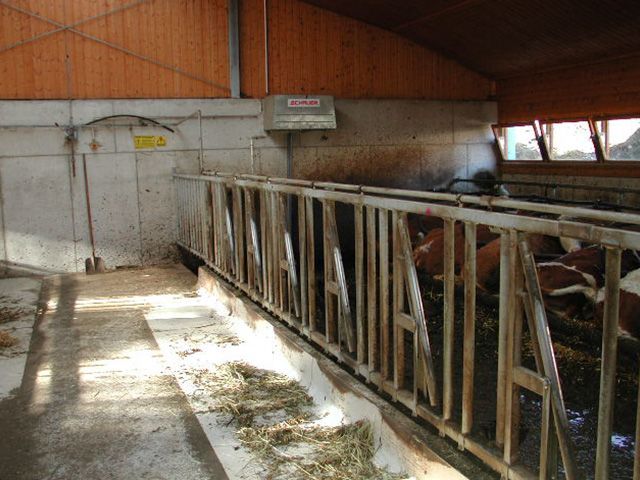 Stallung mit Kühen, die Heu fressen