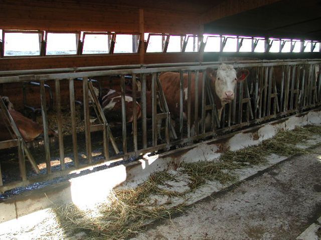 Stallung mit Kühen, die Heu fressen