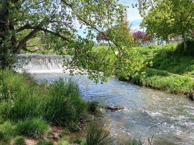 Arroyo que fluye bajo un árbol con una pequeña cascada. Hierba verde en la orilla, día soleado.
