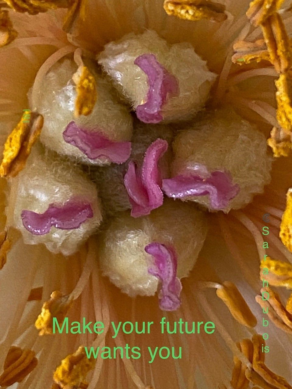 Rêver Être Devenir | Sarah Dubois | Psychologue FSP | Pully