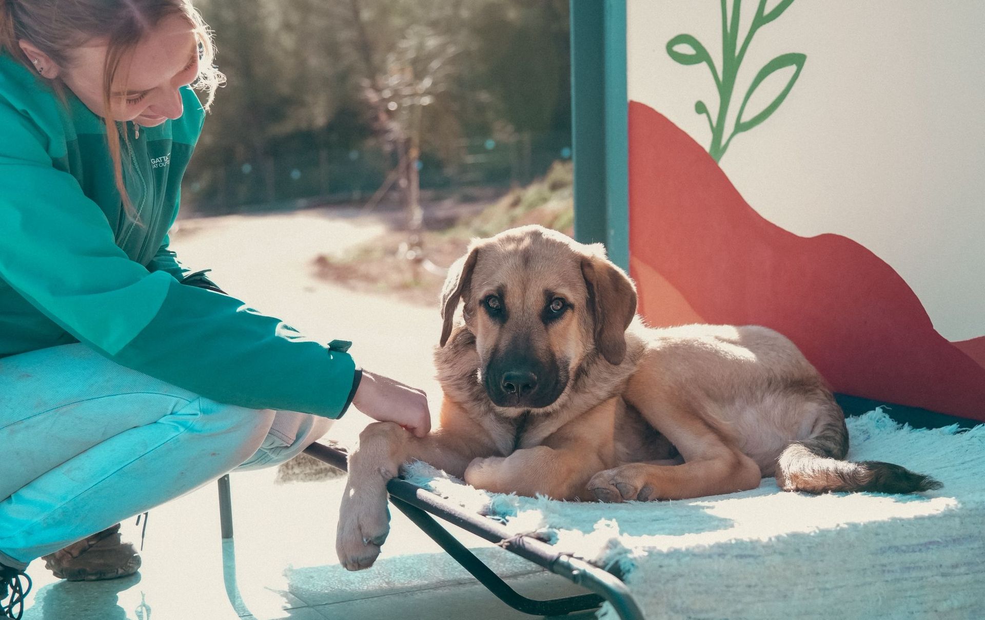 Una persona con una chaqueta turquesa acaricia a un cachorro de color canela sobre una cama acolchada al aire libre.