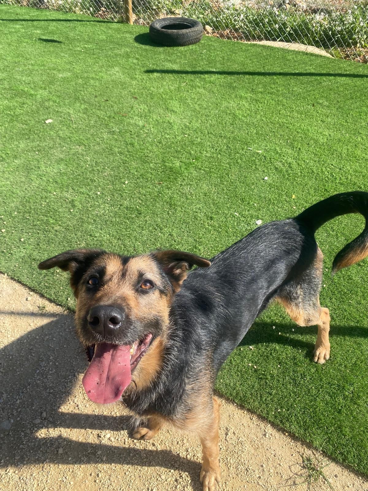 Un perro feliz, de color negro y marrón, está de pie sobre la hierba con la lengua fuera, cerca de un camino pavimentado.