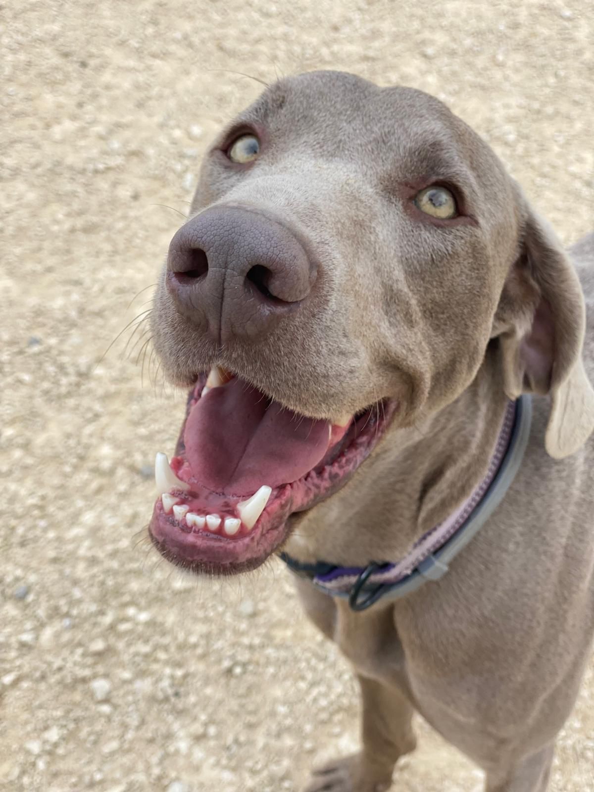 Perro gris mirando hacia arriba con la boca abierta y los ojos brillantes en un camino de grava.