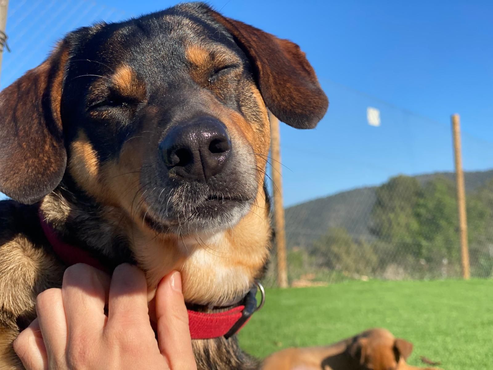 Primer plano de un perro negro y marrón con los ojos cerrados, que lleva un collar rojo, al aire libre bajo un cielo azul.