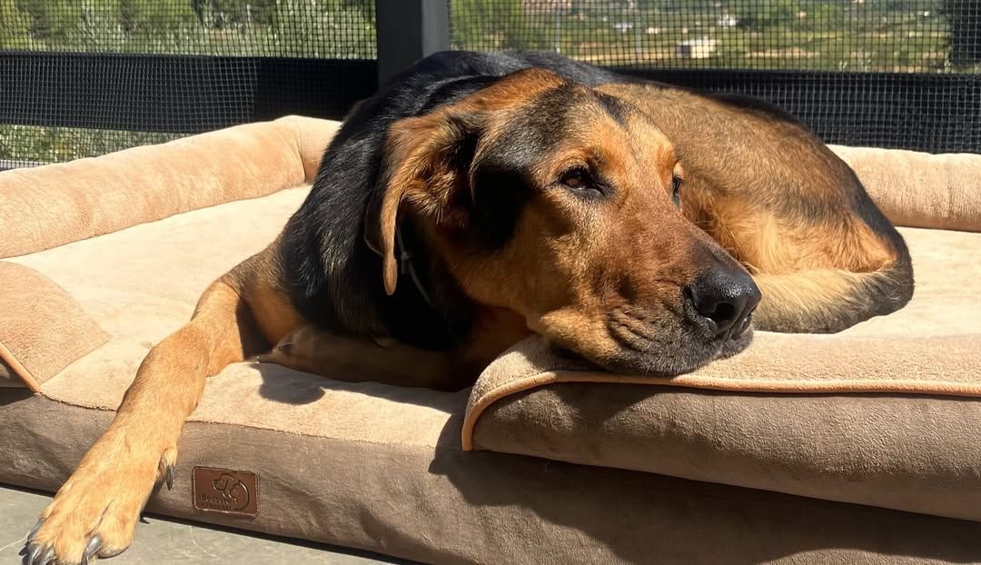 Perro marrón y negro durmiendo sobre un cojín beige al sol al aire libre