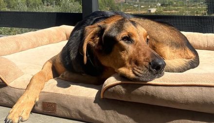 Perro marrón y negro durmiendo sobre un cojín beige al sol al aire libre
