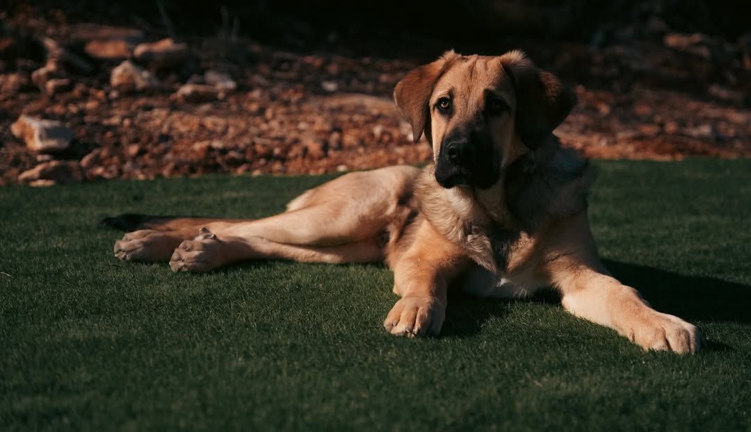 Perro de color canela tumbado sobre hierba verde delante de una pared de ladrillos