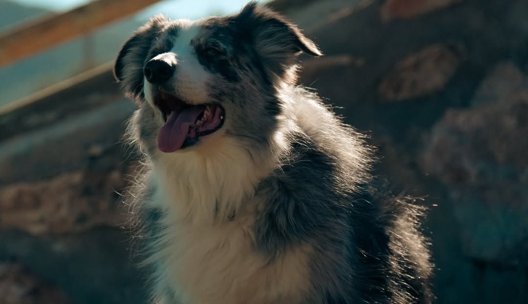 Perro peludo blanco y negro jadeando al aire libre bajo la brillante luz del sol.