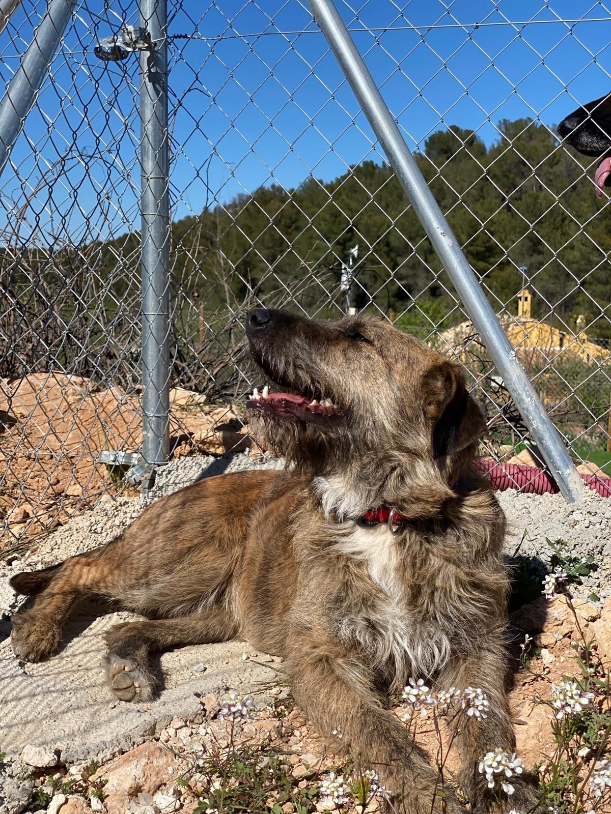 Un perro marrón yace junto a una valla de tela metálica en un terreno rocoso, mirando hacia arriba con la boca abierta.