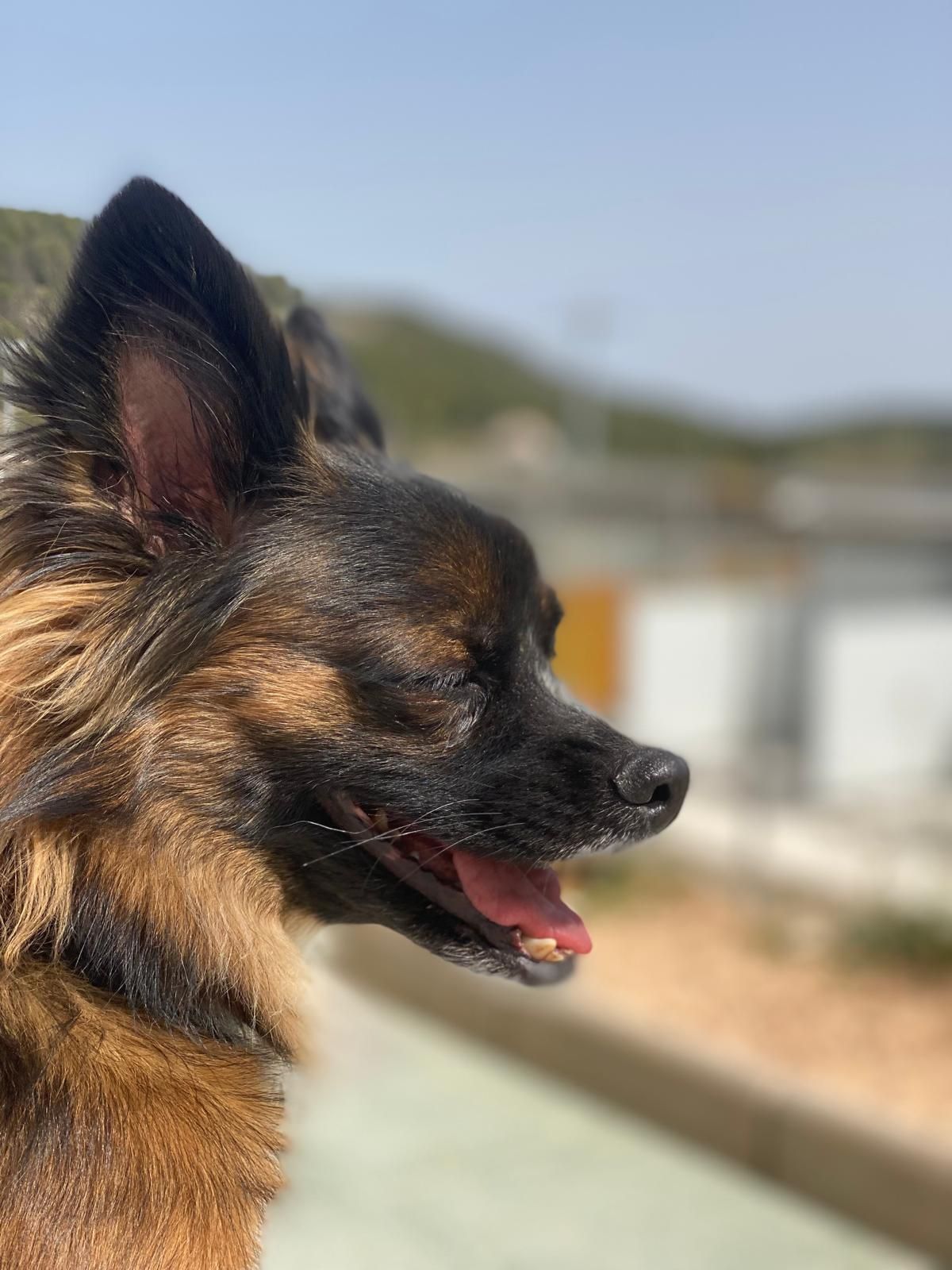 Perfil de un perro peludo marrón y negro jadeando al aire libre con un fondo borroso.