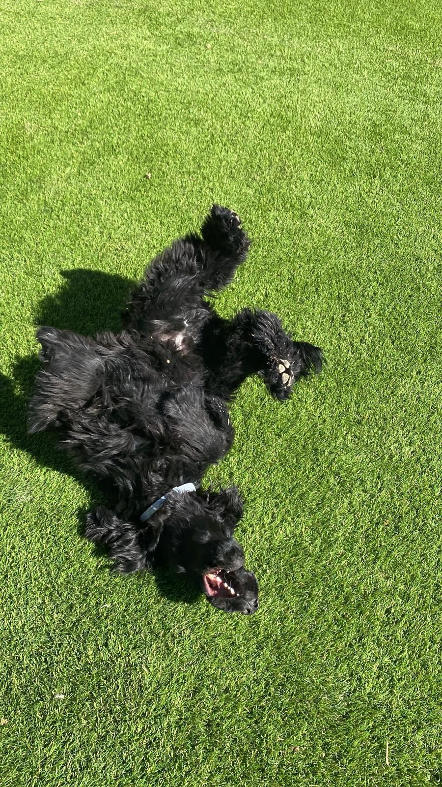 Perro negro tumbado de espaldas sobre hierba verde brillante, con la boca abierta y las patas levantadas.