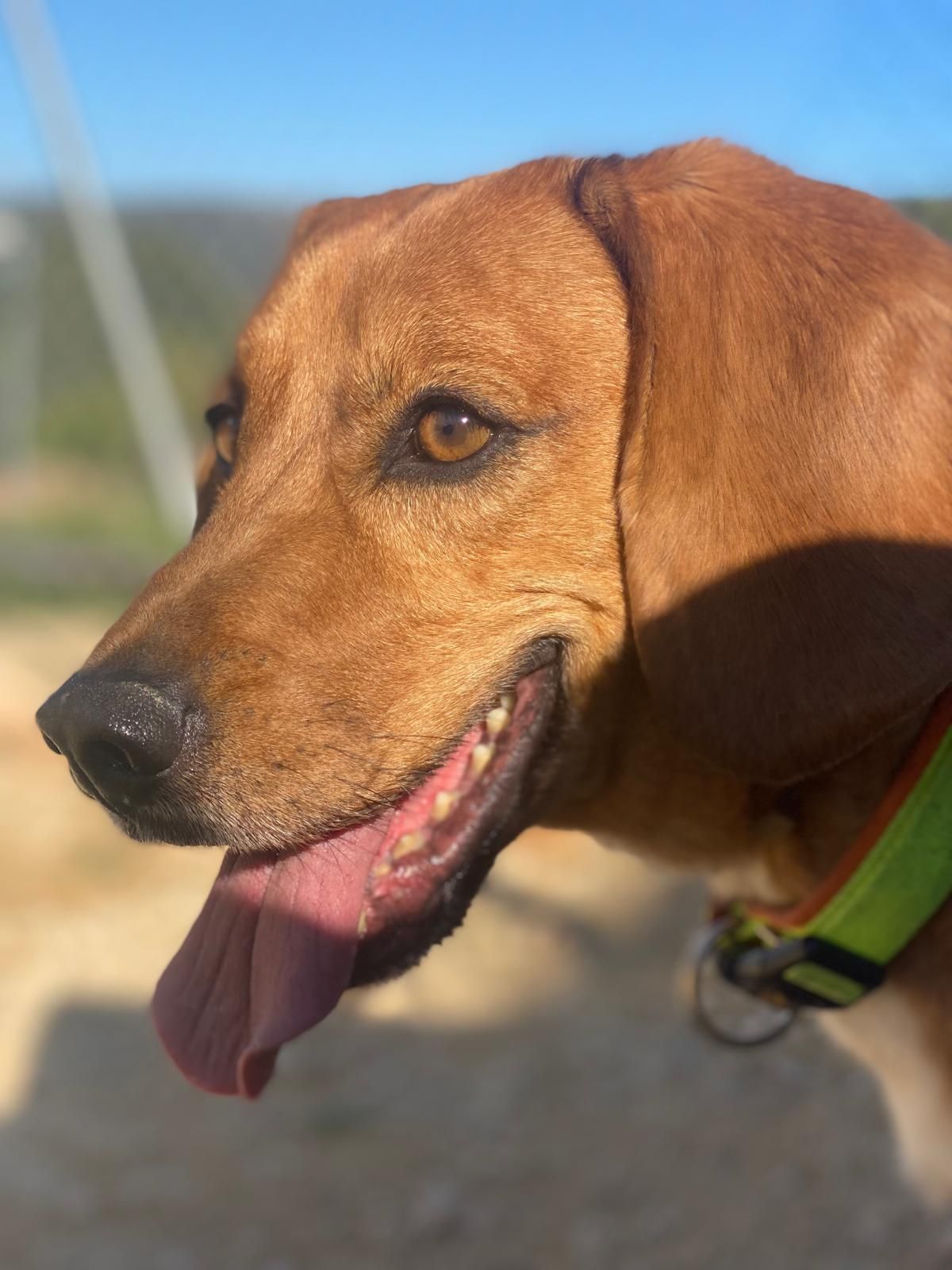 Primer plano de un perro marrón con collar verde, jadeando al aire libre bajo la luz del sol.