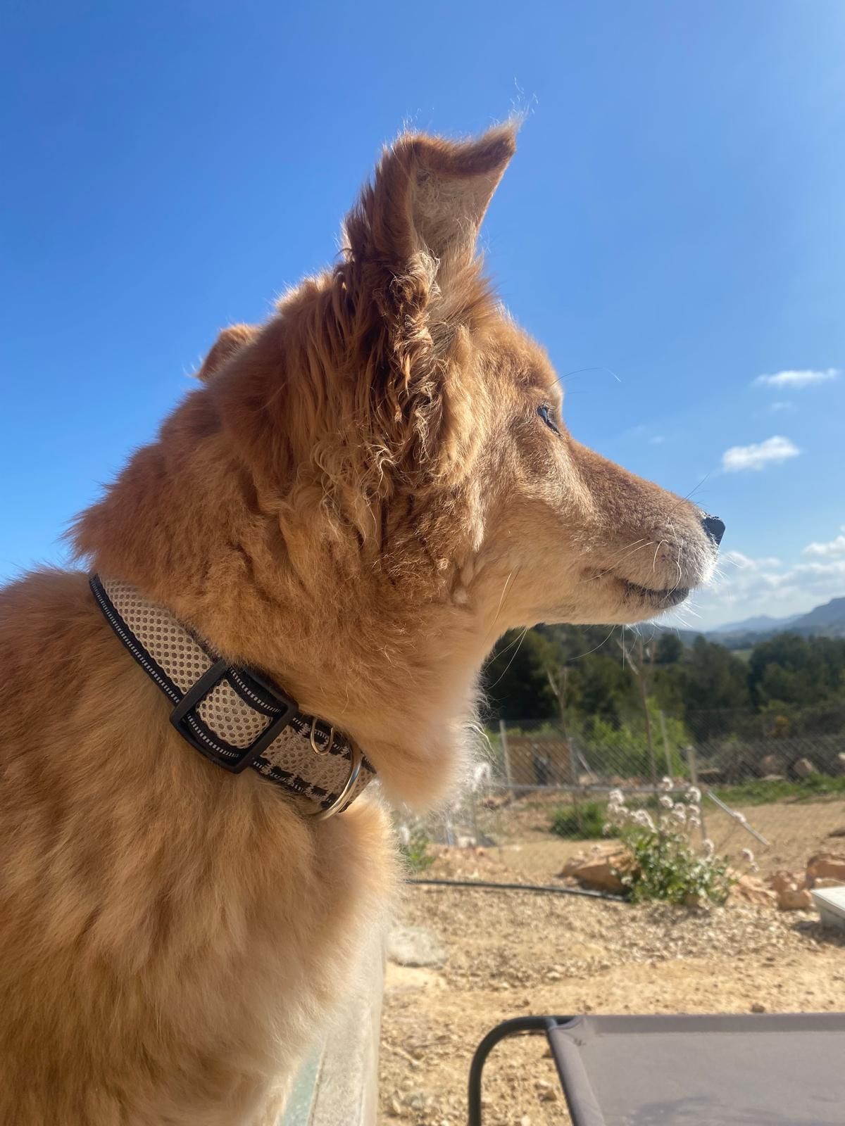 Perro marrón de perfil, con arnés, mirando hacia la izquierda al aire libre bajo un cielo azul brillante.