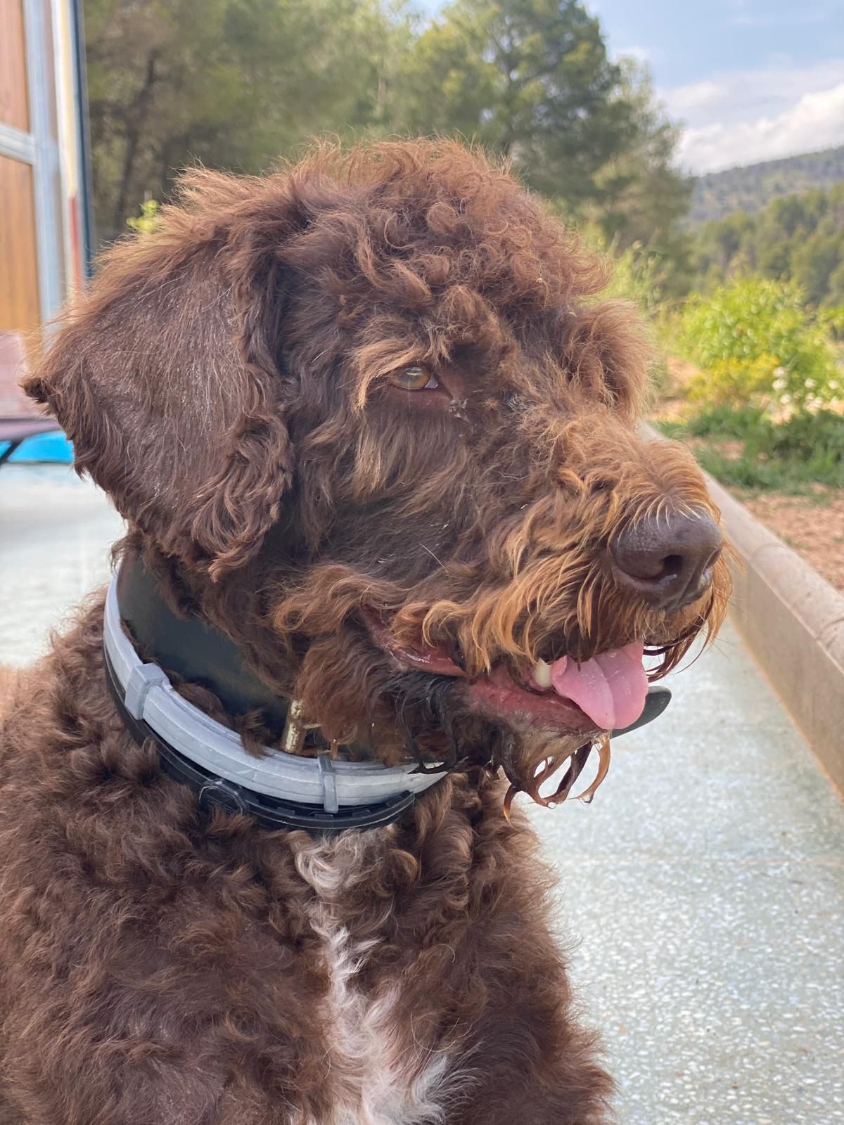 Perro marrón de pelo rizado con collar, sentado al aire libre con la lengua fuera y mirando hacia la izquierda.