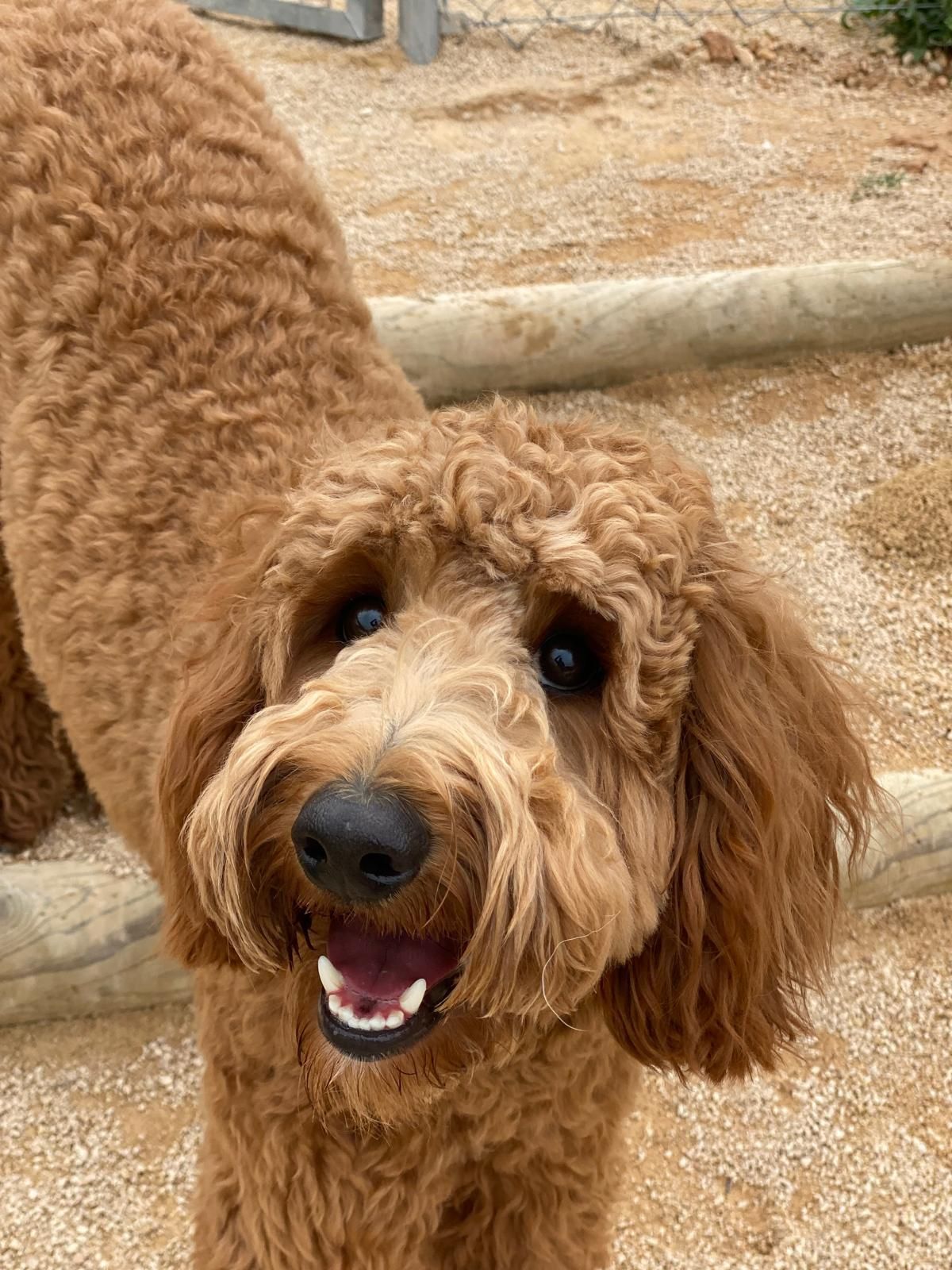 Perro marrón de pelo rizado con la boca abierta, de pie al aire libre sobre suelo arenoso, mirando a la cámara.