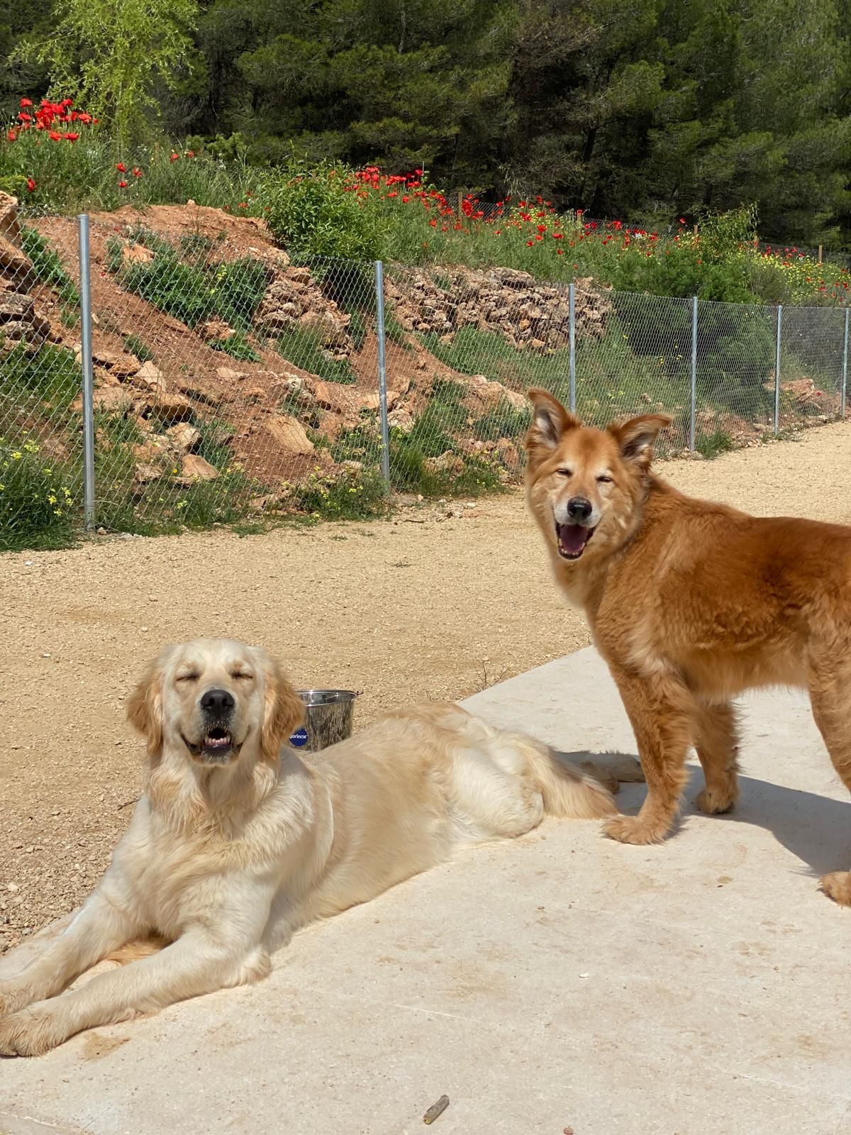 Dos perros al aire libre: un perro color crema tumbado y un perro rojizo de pie en un sendero soleado.