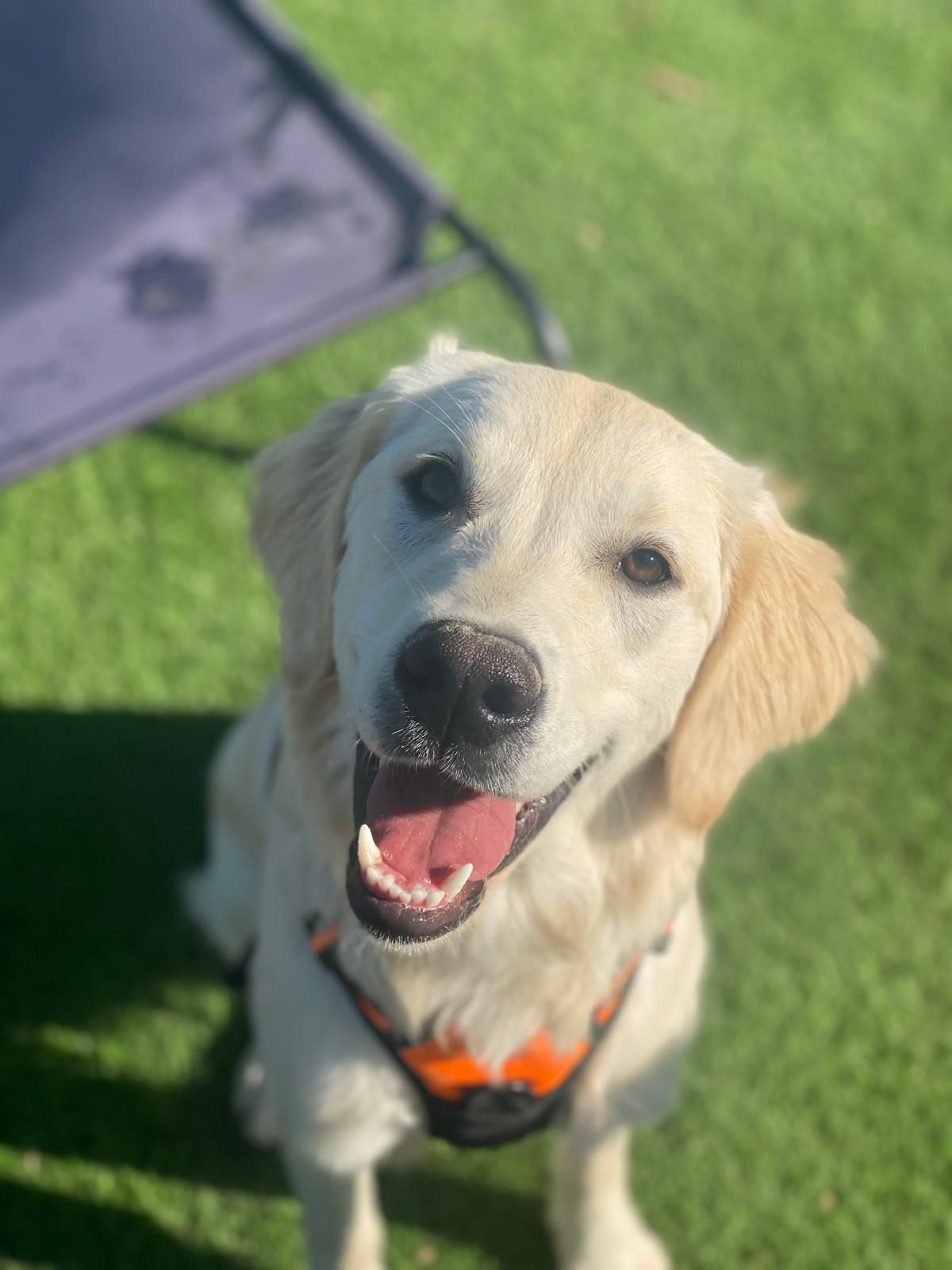 Un cachorro de golden retriever está sentado en la hierba, con un arnés naranja y jadeando feliz.