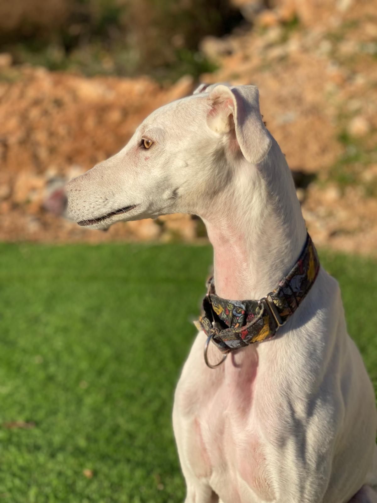 Galgo blanco con collar estampado, de pie al aire libre sobre el césped y mirando hacia la izquierda.