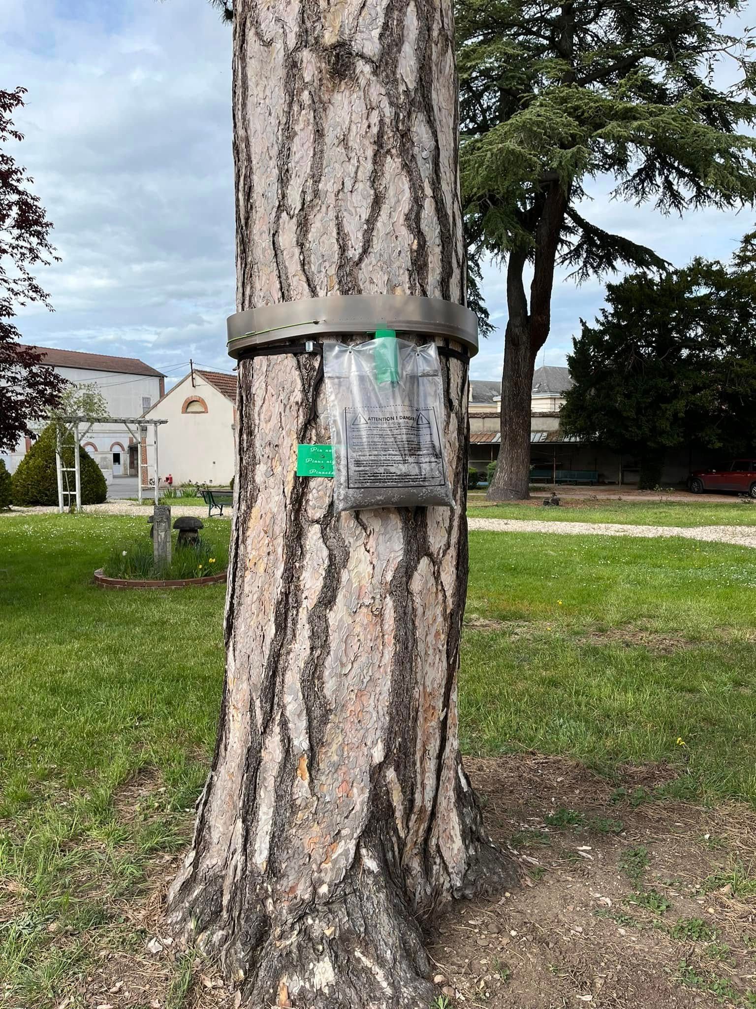 Un piège à chenilles processionnaires accroché à un arbre.