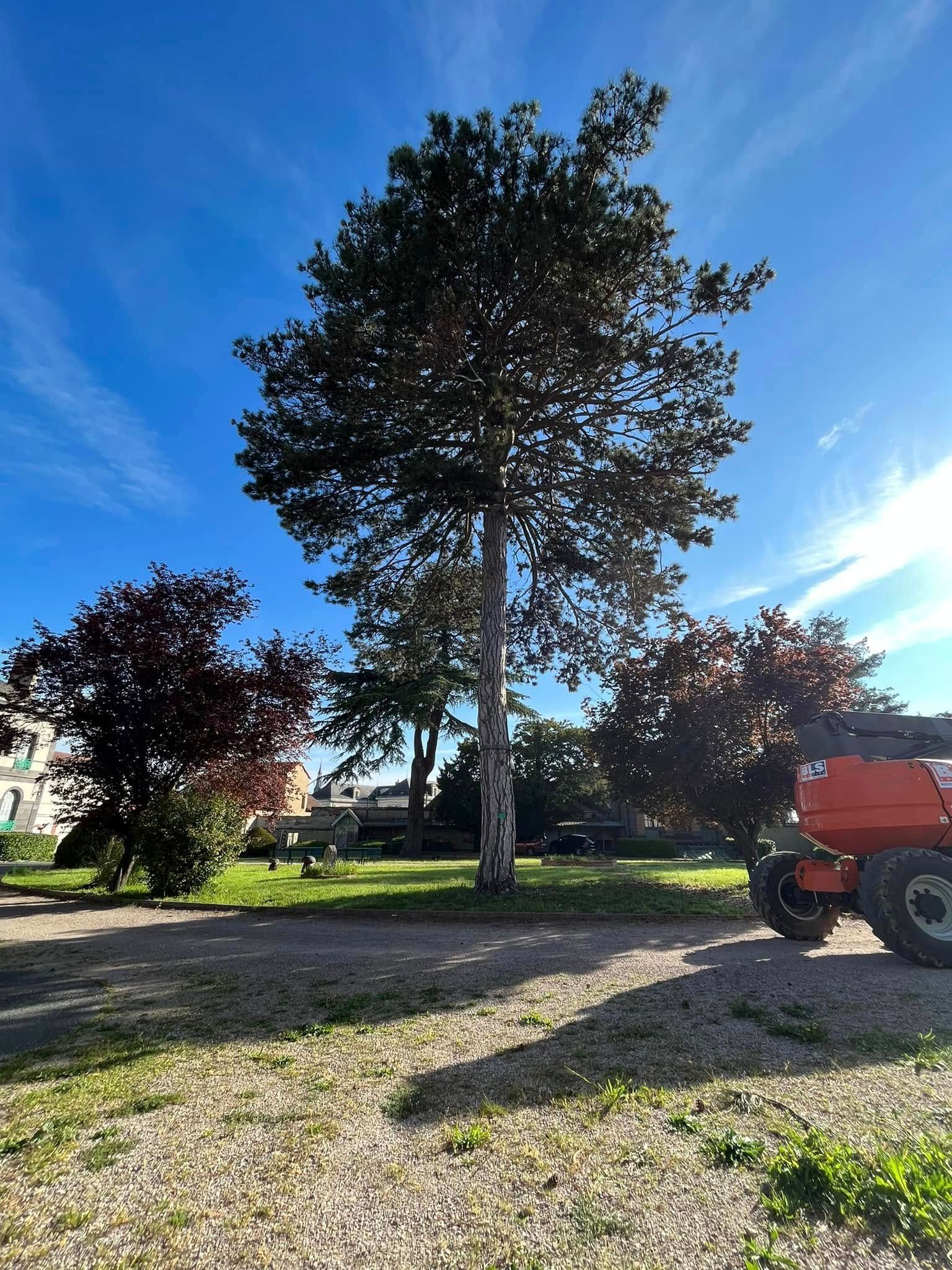 Un grand arbre à l'écorce tachetée se dresse sur un terrain gravillonné.
