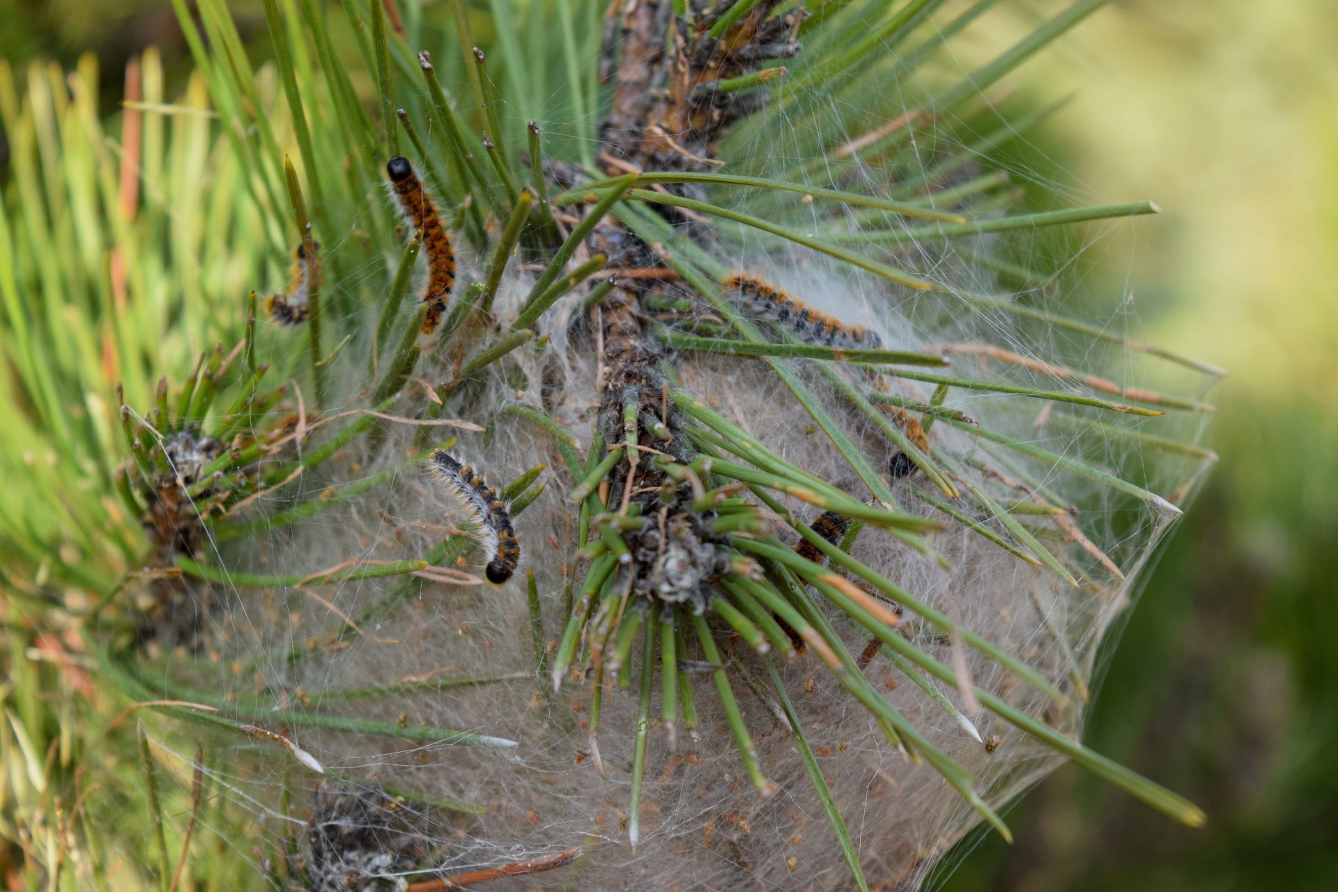 Plusieurs chenilles processionnaires du pin rampent sur un nid de soie tissé autour d'aiguilles de pin vertes.