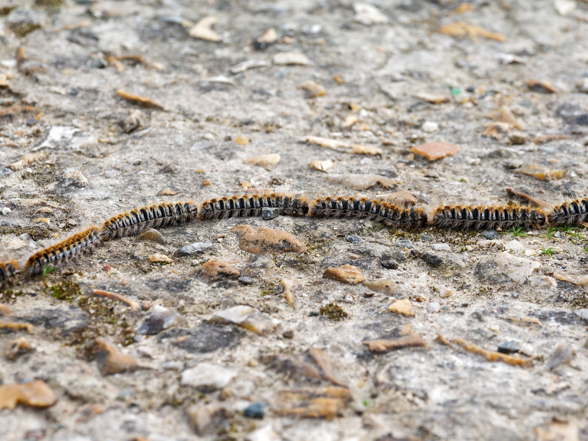 Une file de chenilles processionnaires brunes et noires défilant sur une surface en béton texturée.