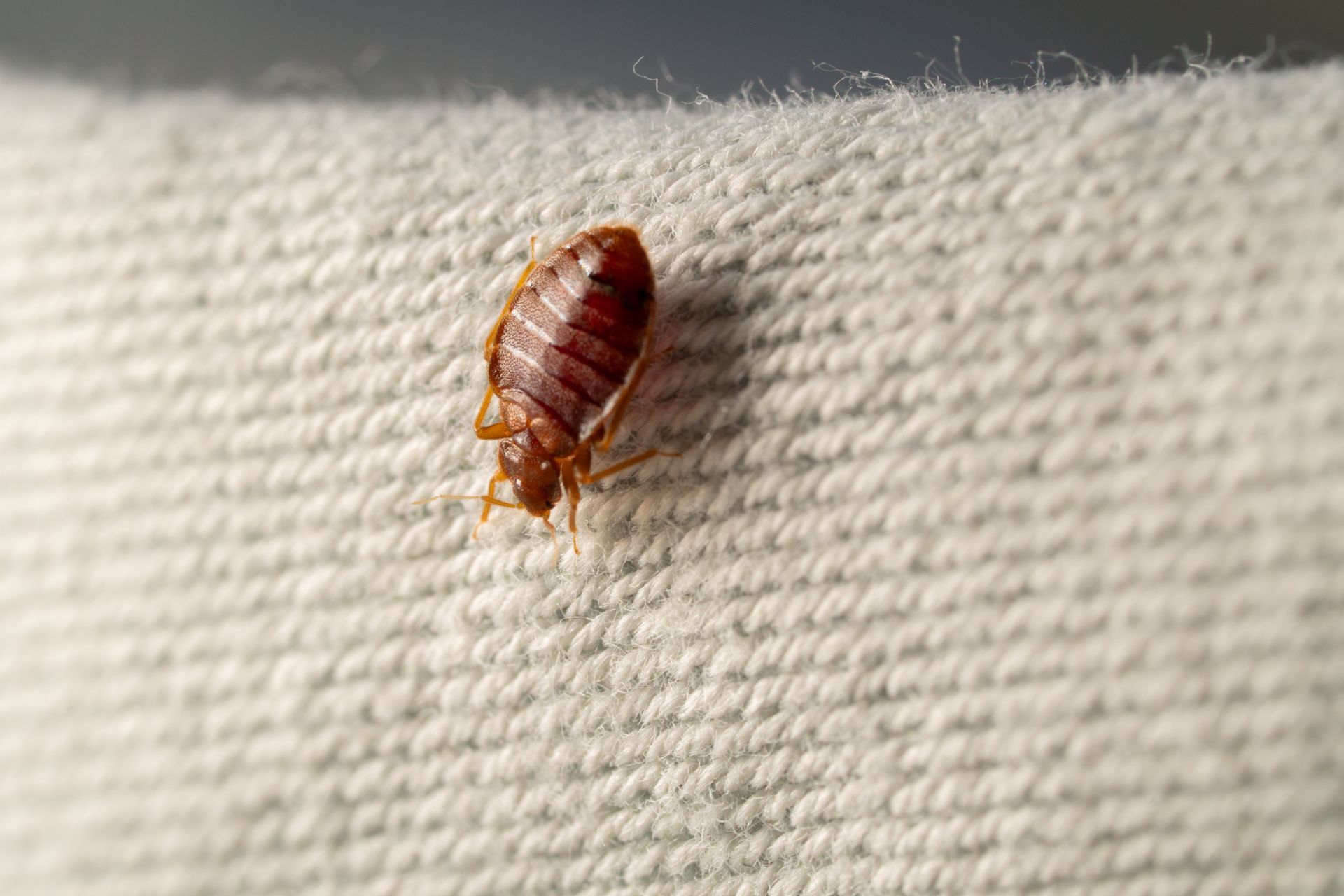 Une punaise de lit brun rougeâtre rampant sur un tissu blanc.