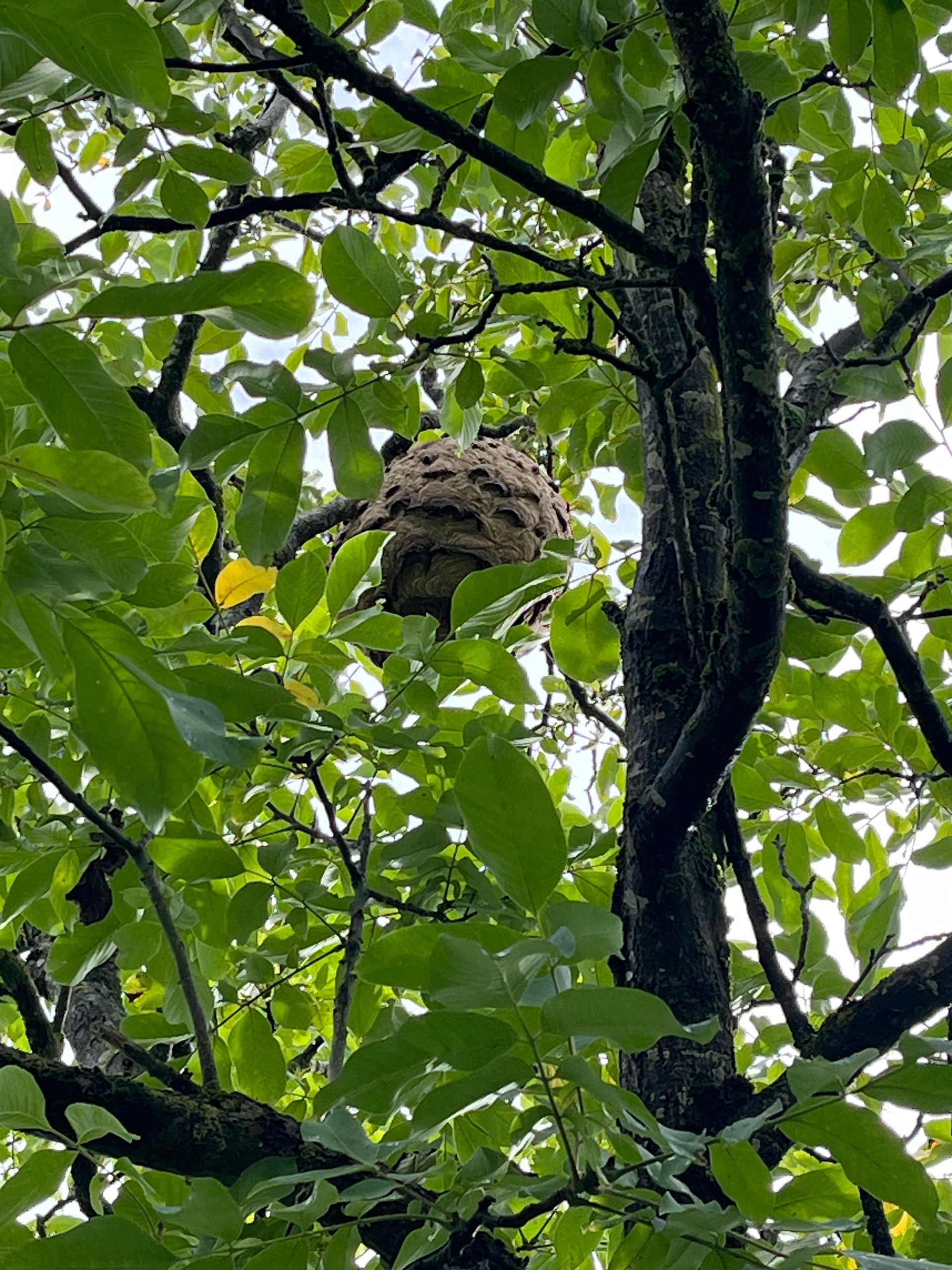 Un gros nid de frelons dans un arbre.