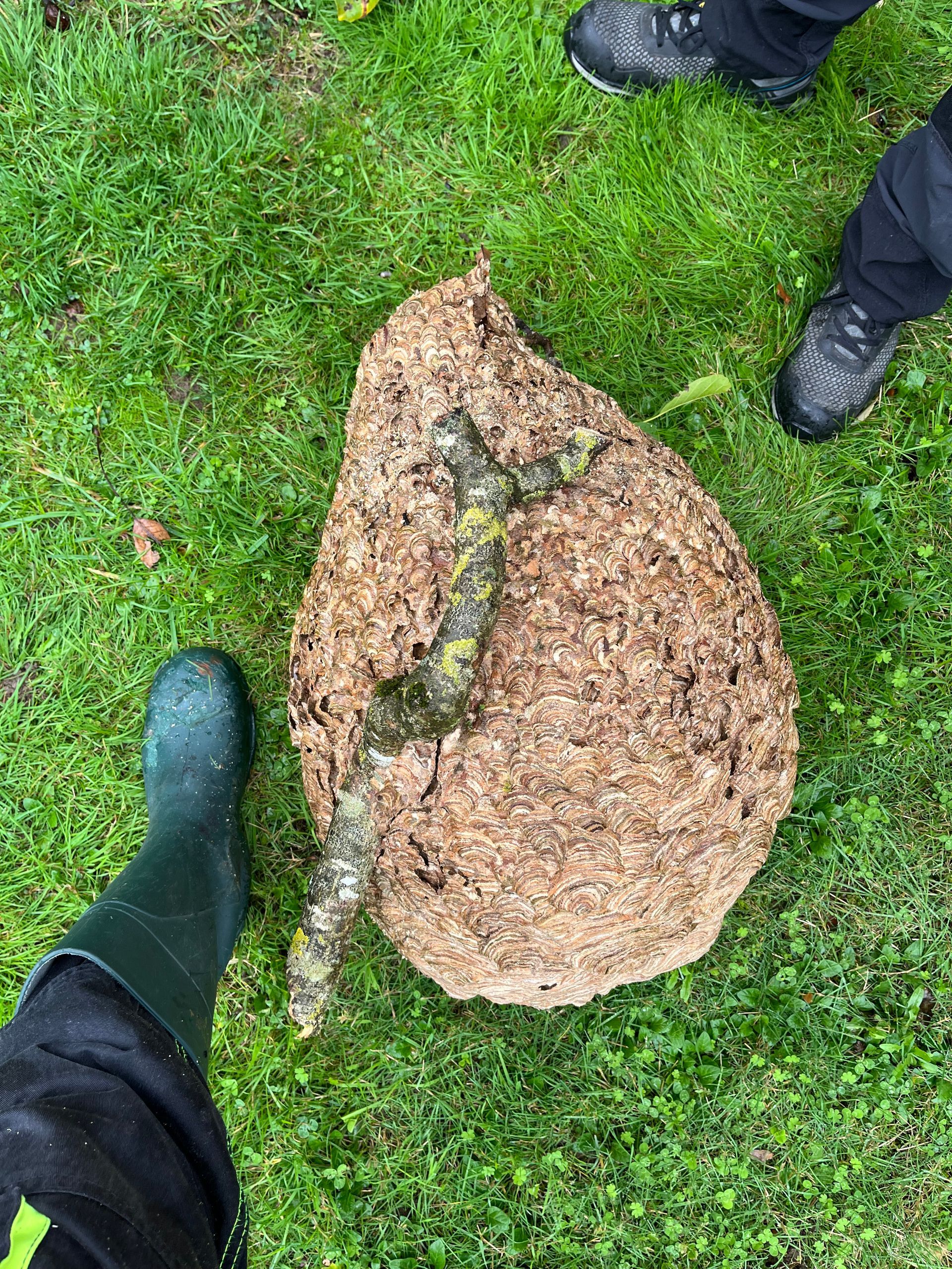 Un gros nid de frelons ou de guêpes.