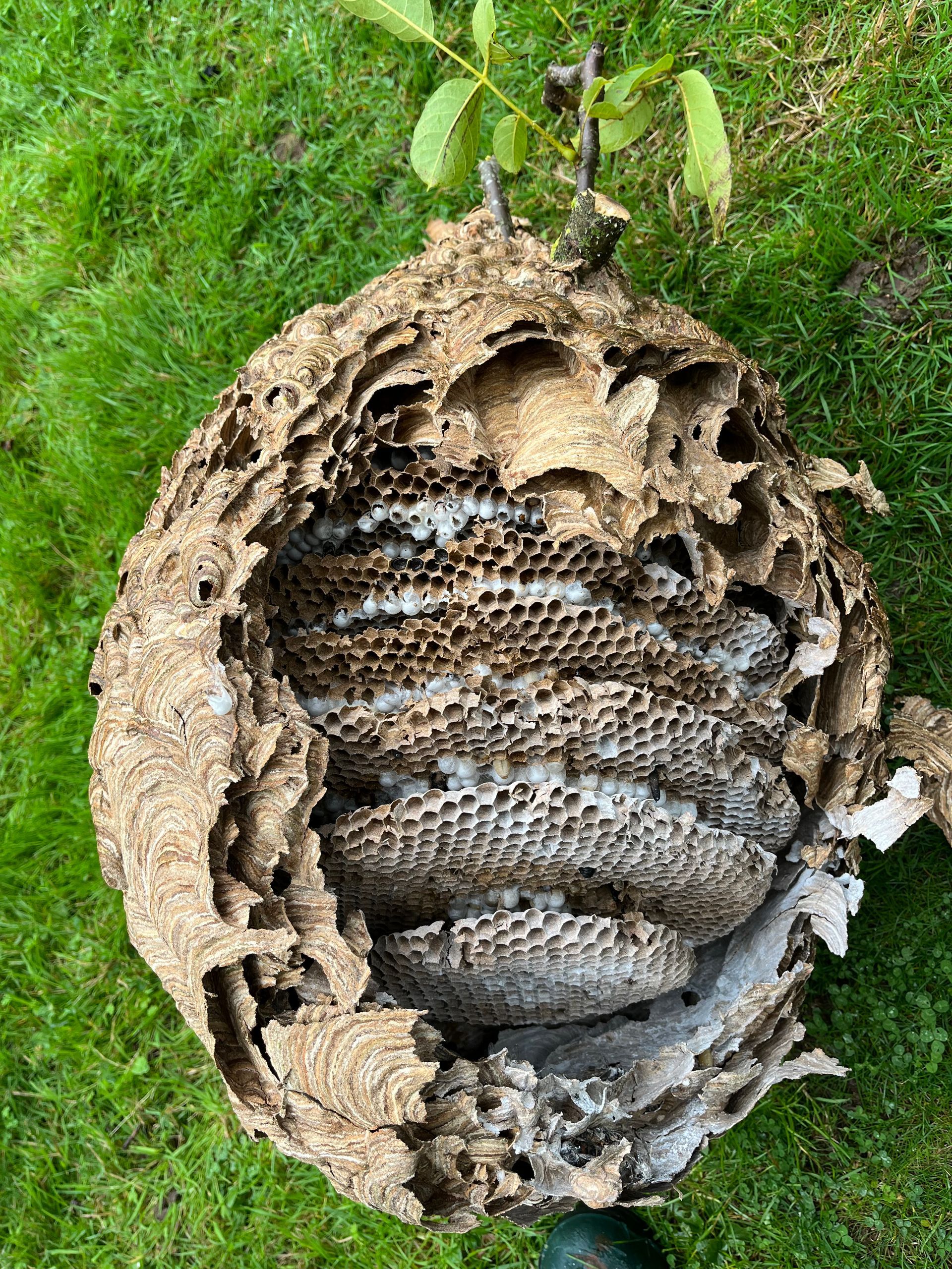 Un gros nid de frelons.