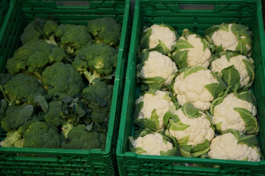 Broccoli- und Blumenkohlernte Baur Früchte und Gemüse GmbH Niederlenz