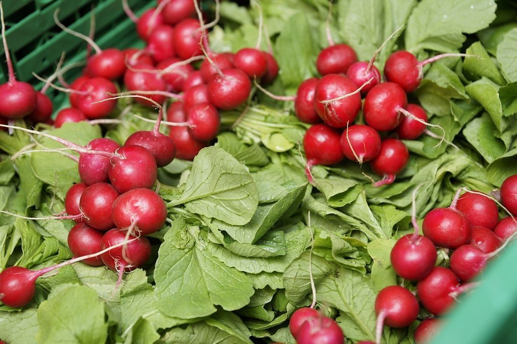 Radieschen Ernte Baur Früchte und Gemüse GmbH