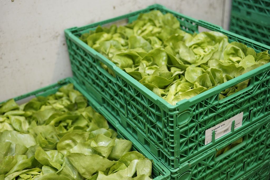 Salaternte Baur Früchte und Gemüse GmbH Niederlenz