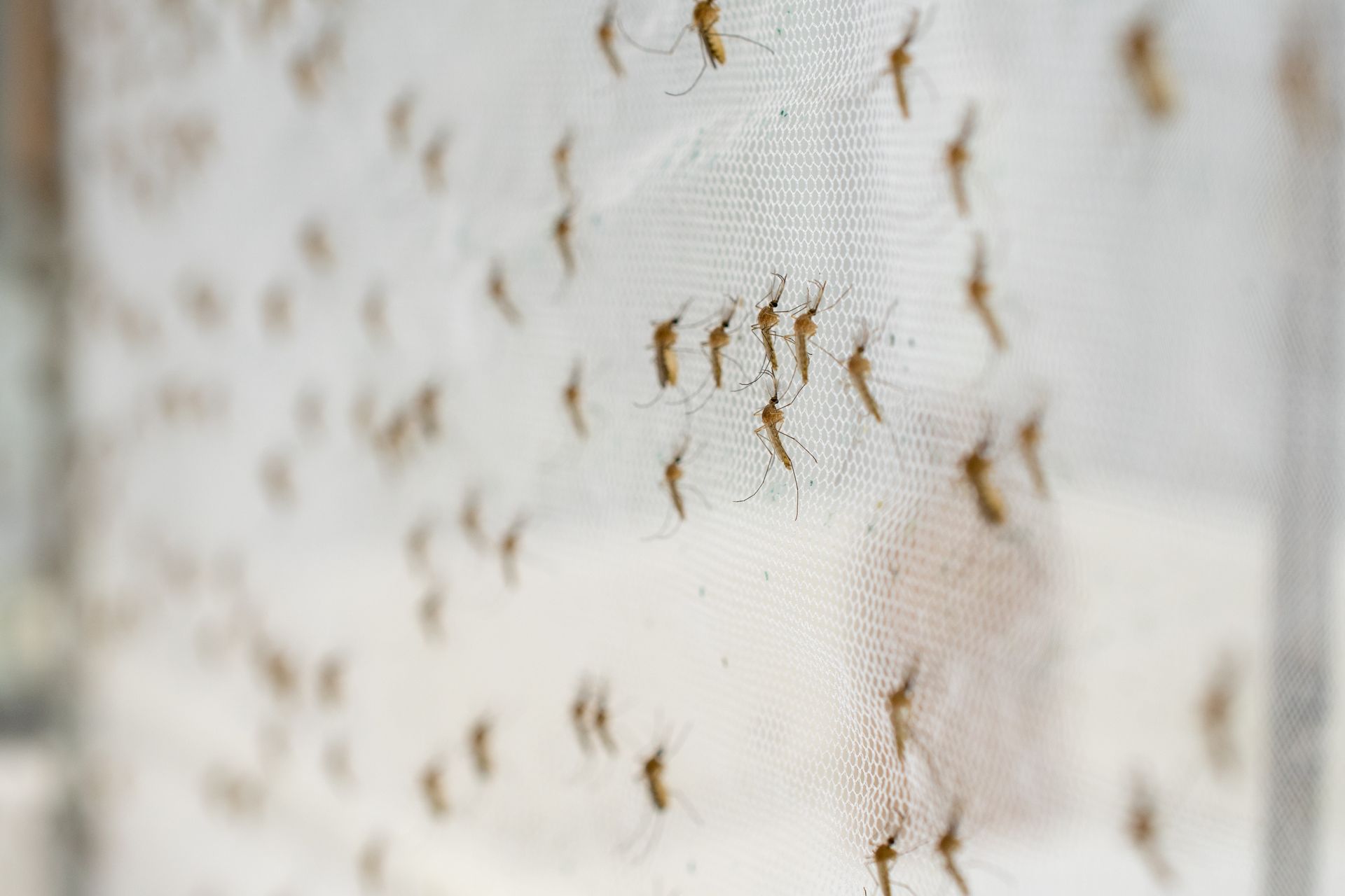 De minuscules insectes regroupés sur une surface de tissu.