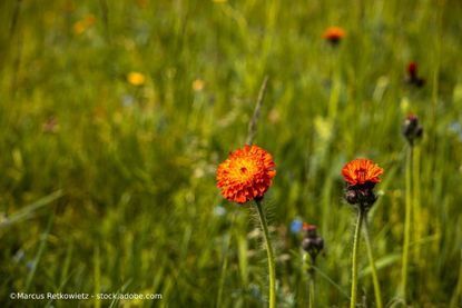 Blumen auf einer Wiese