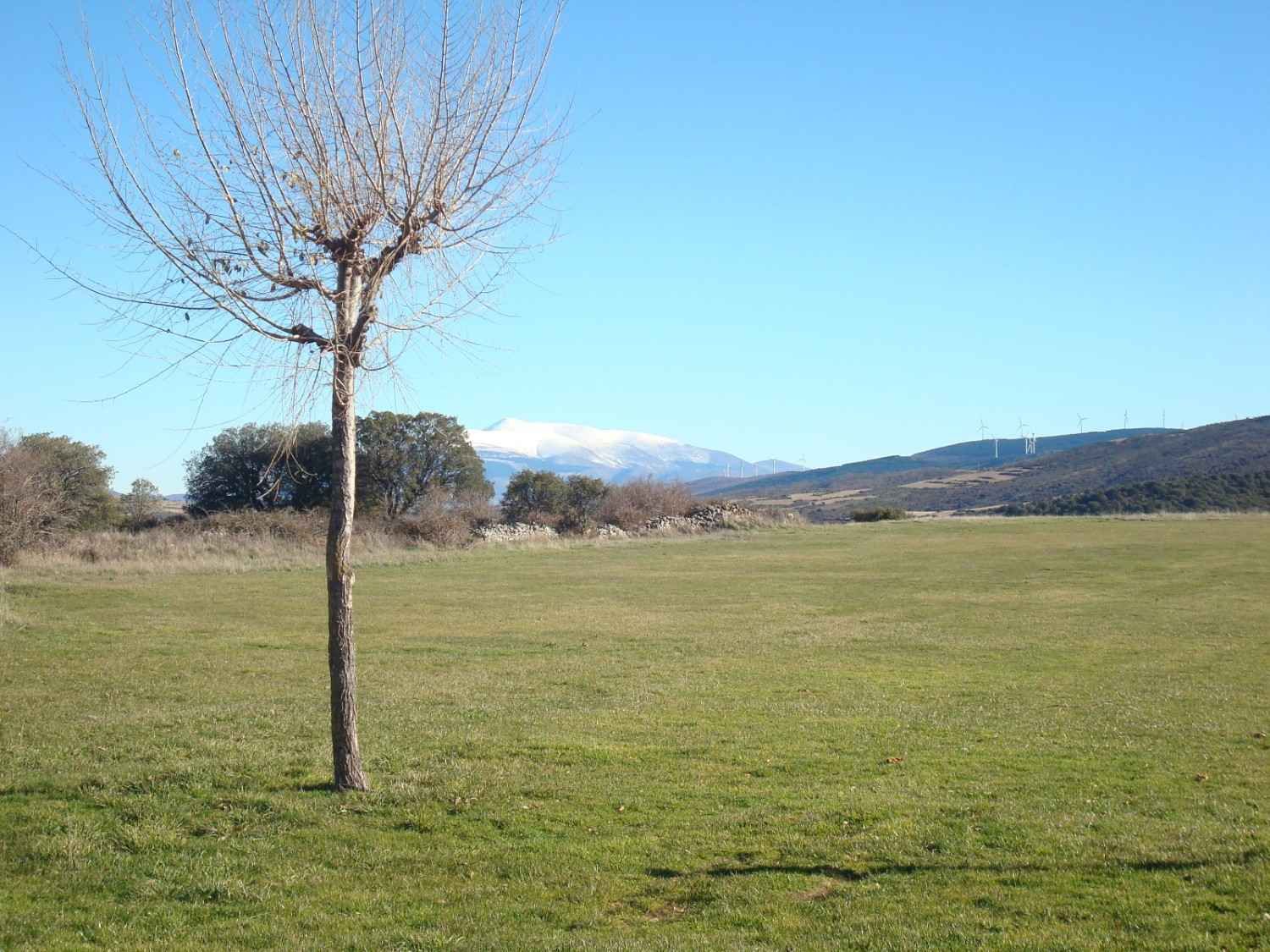 Un árbol solitario y sin hojas se alza en un amplio campo cubierto de hierba bajo un cielo azul despejado.