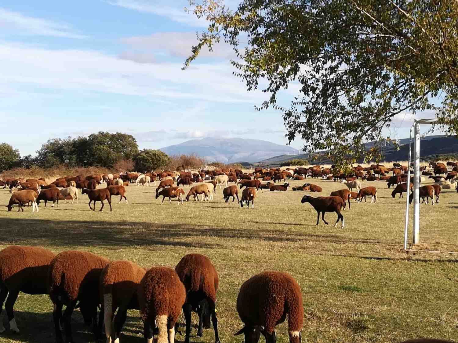 Un gran rebaño de ovejas marrones y blancas pastando en una vasta pradera soleada, con montañas visibles a lo lejos.