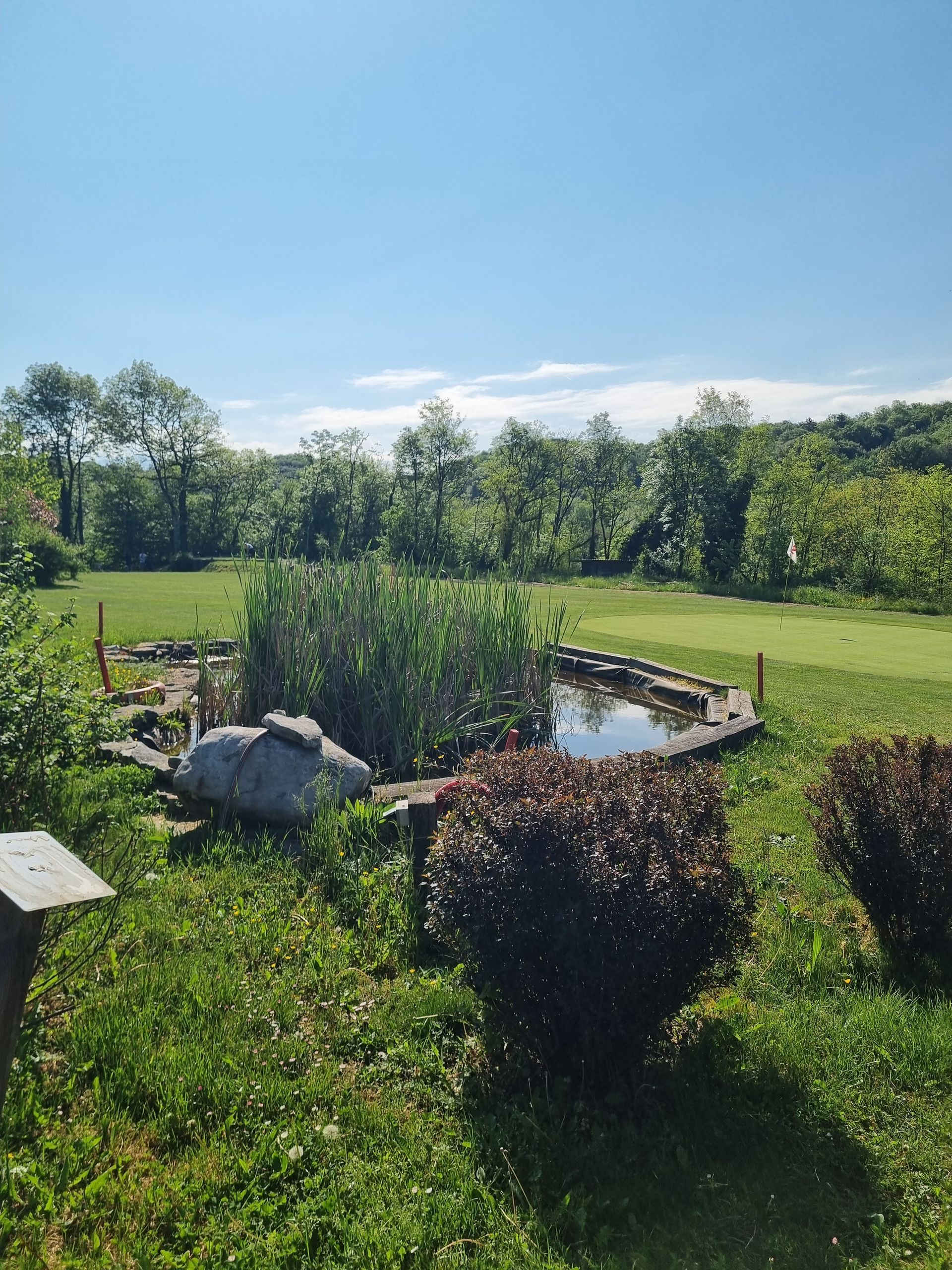 Un bassin de jardin ensoleillé avec des rochers, de hautes herbes et un champ herbeux sous un ciel bleu.