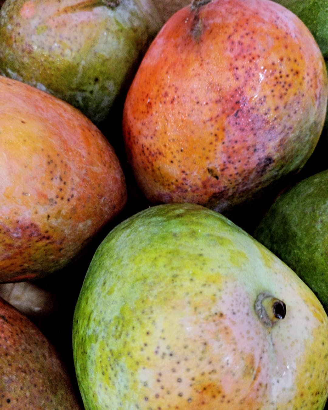 Primer plano de mangos maduros con colores variados de verde, amarillo, naranja y rojo.